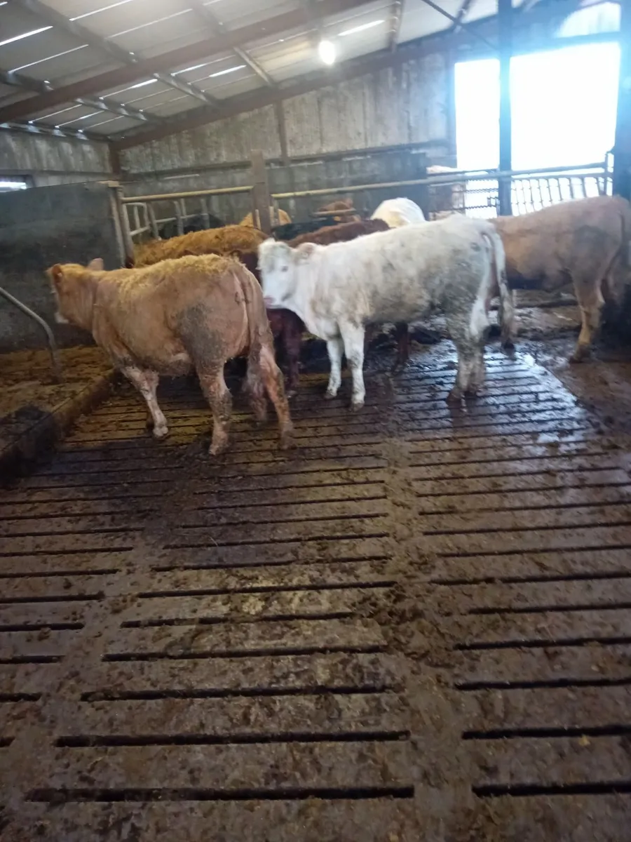 Cattle - Image 4