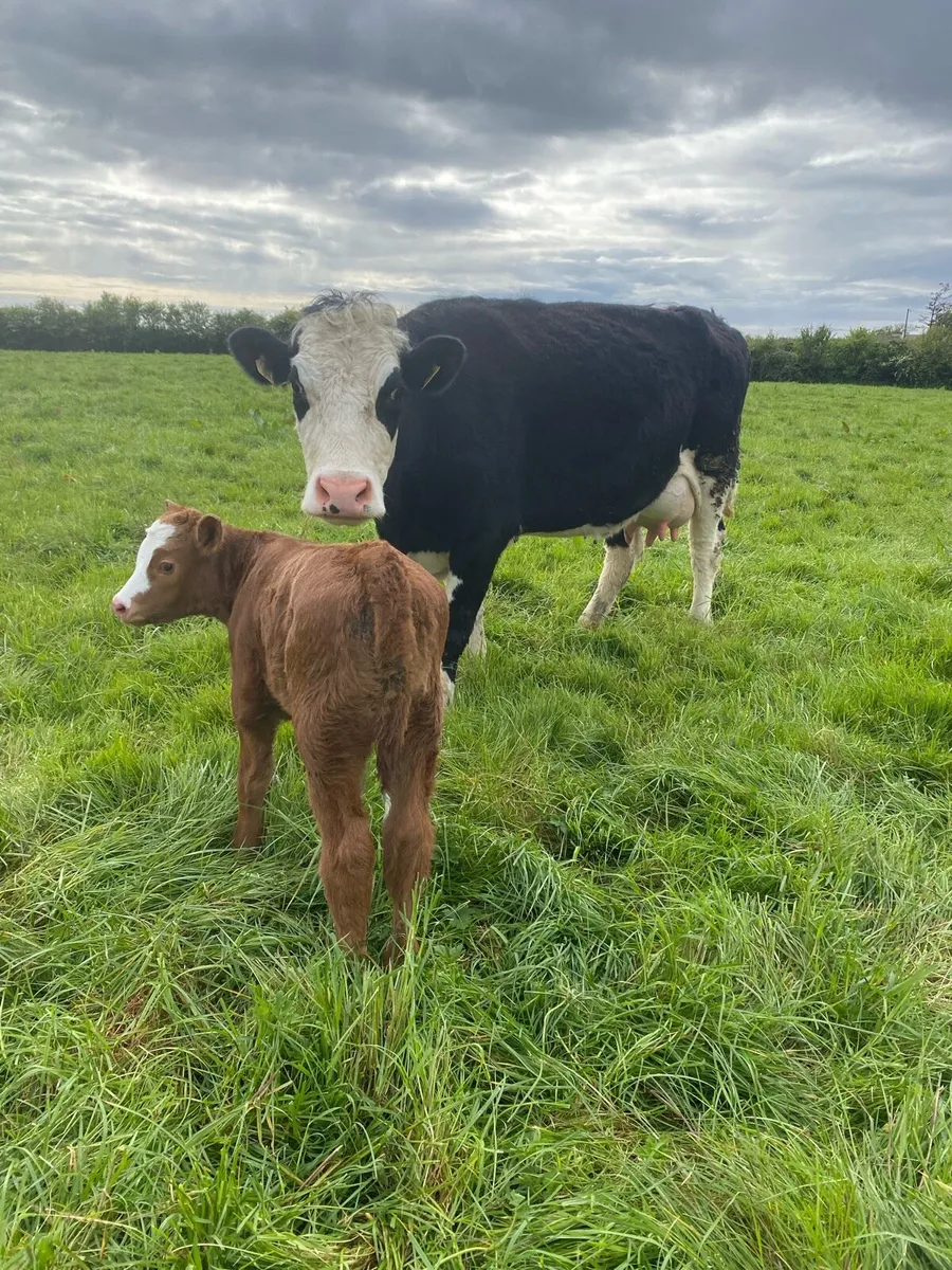 Cow and calf - Image 1