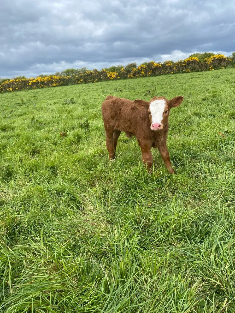 Cow and calf - Image 2