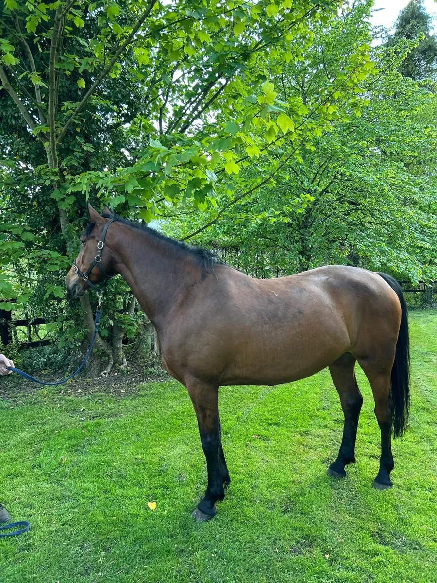 Vivant filly - Image 1