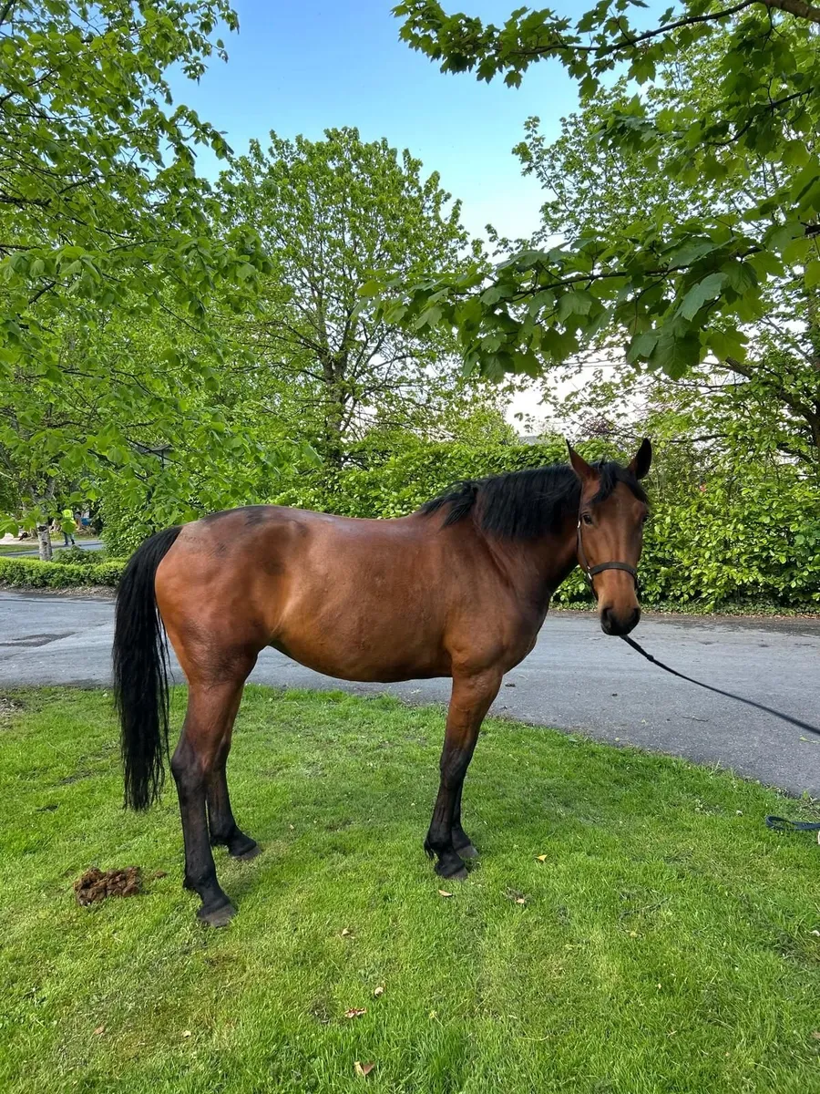 Vivant filly - Image 2