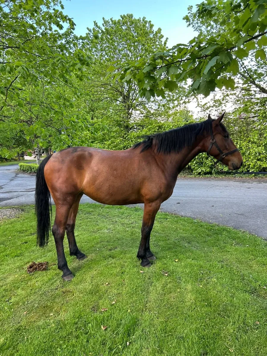 Vivant filly - Image 3