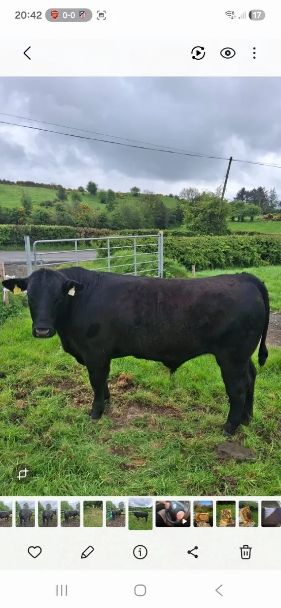 PBR AA Bull in Ballyjamesduff Mart Tues 12th May - Image 1
