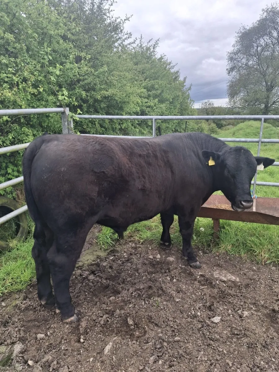 PBR AA Bull in Ballyjamesduff Mart Tues 12th May - Image 3
