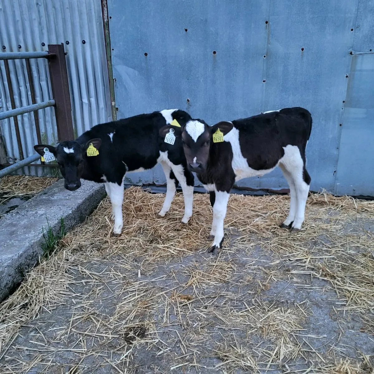 Friesian heifer  calves - Image 1