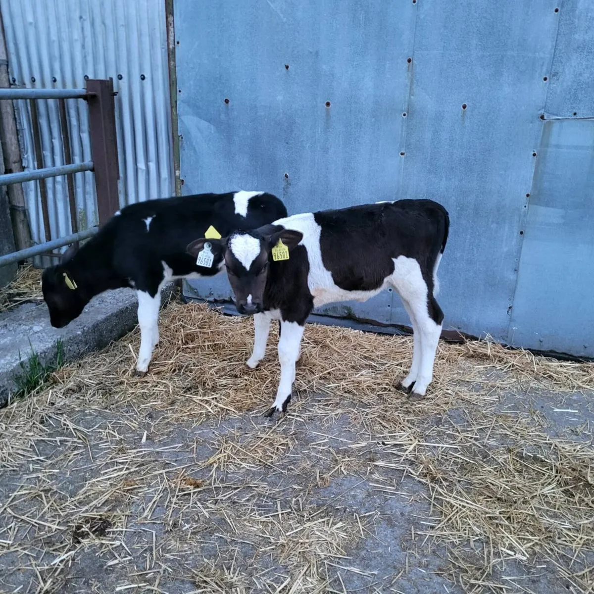 Friesian heifer  calves - Image 3