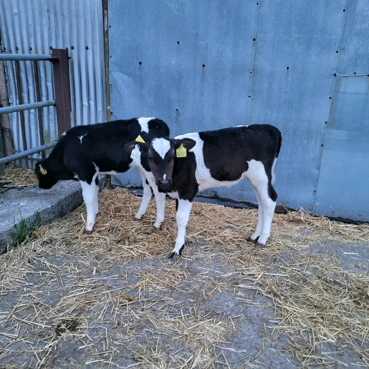 Friesian heifer  calves - Image 2