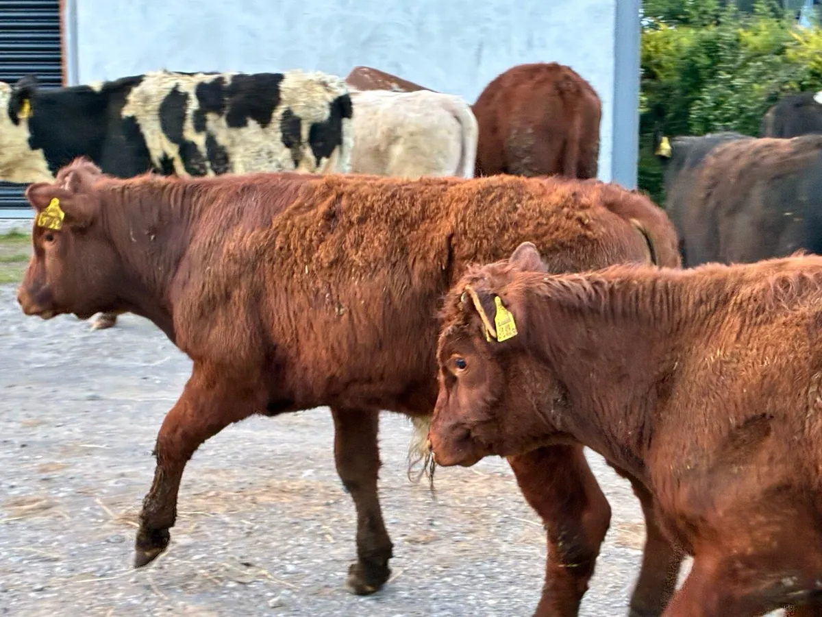 12 continental bullocks for sale - Image 1