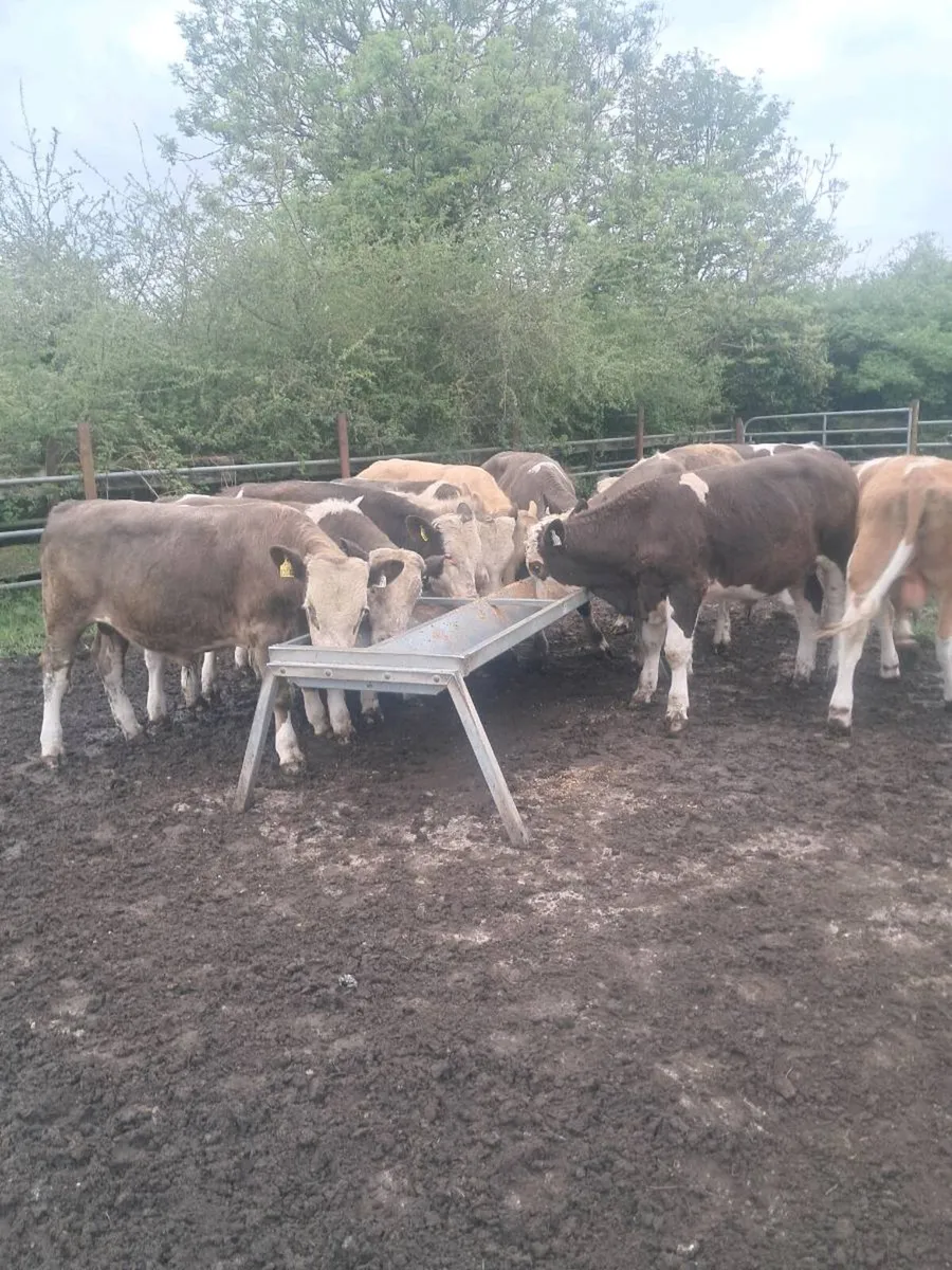 Bull wealings - Image 1