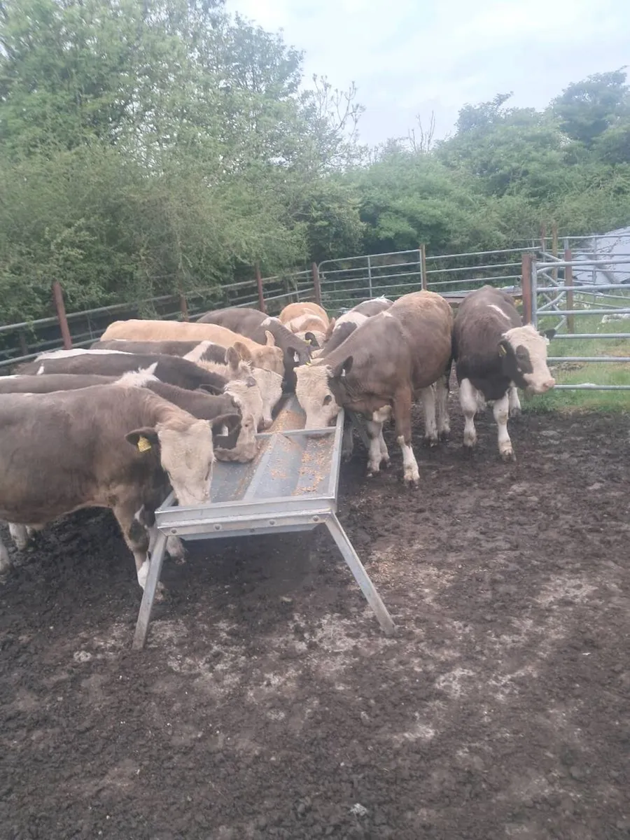 Bull wealings - Image 2
