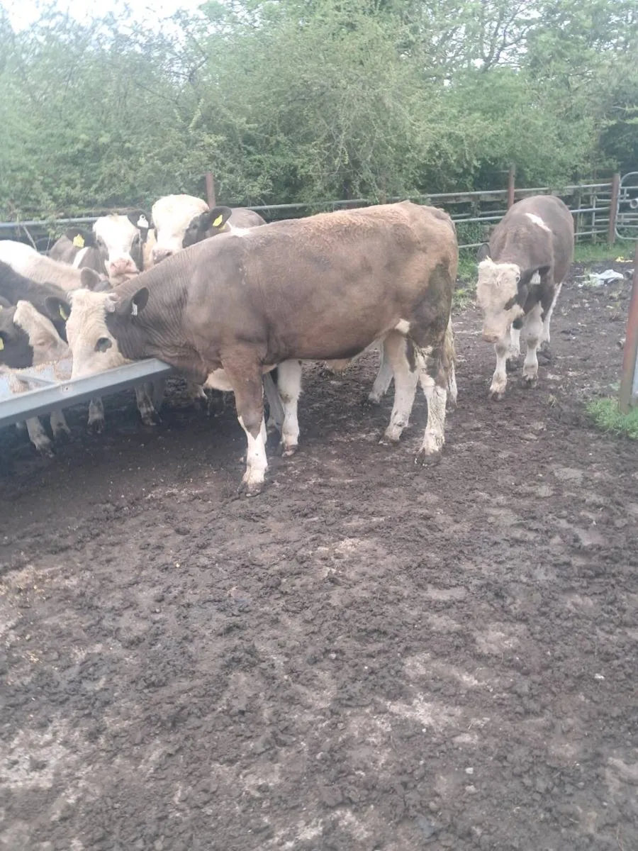 Bull wealings - Image 3