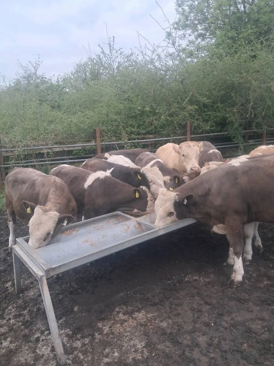 Bull wealings - Image 4
