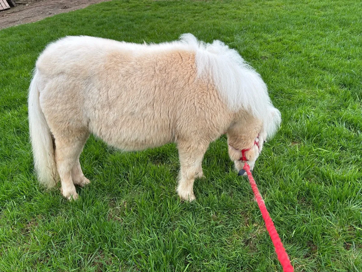 Miniature colt - Image 2