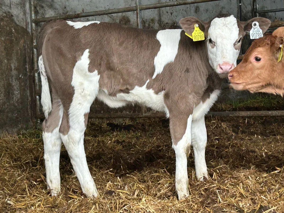 Super Simmental heifer caif - Image 2