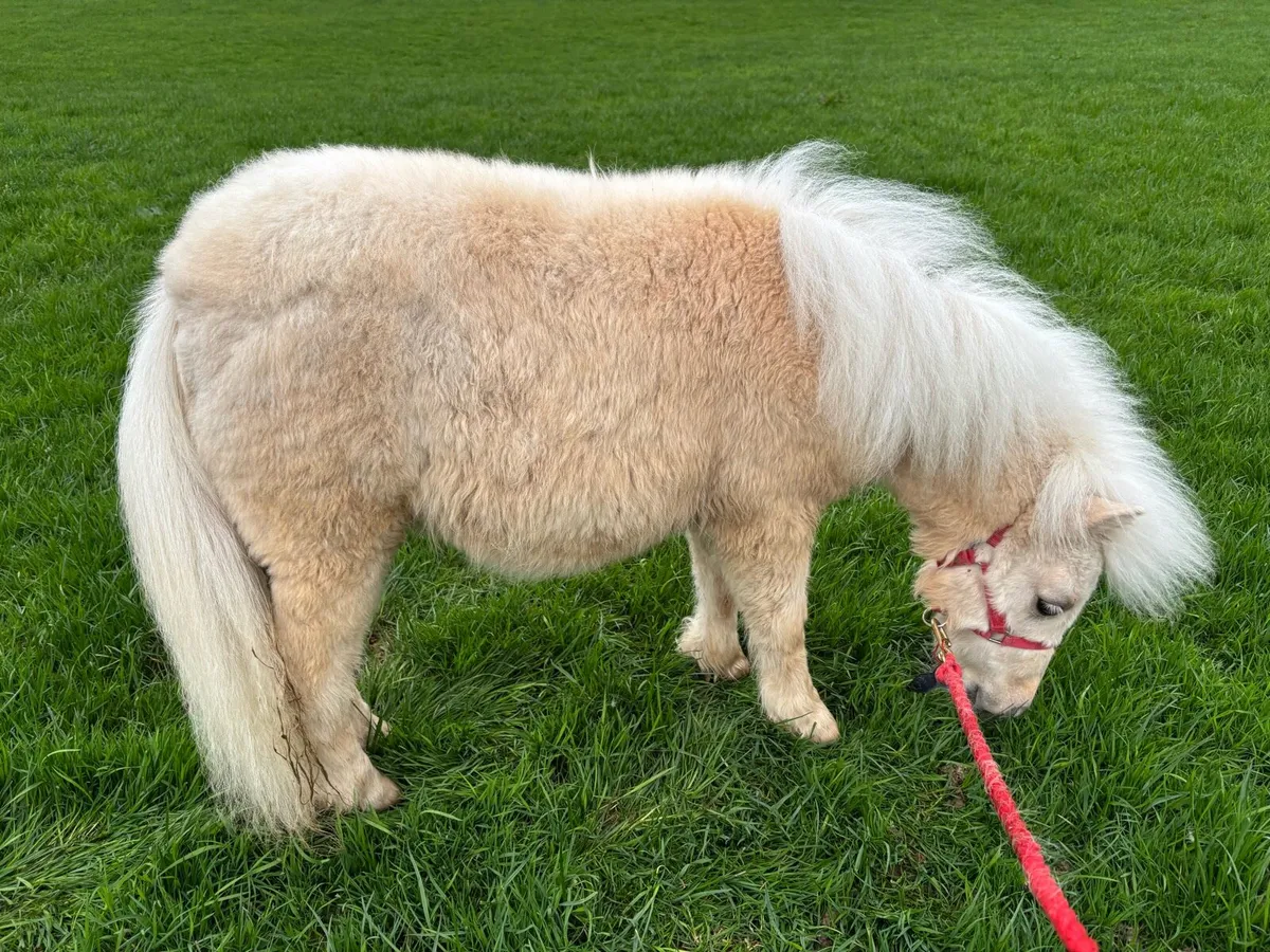 Miniature colt - Image 3