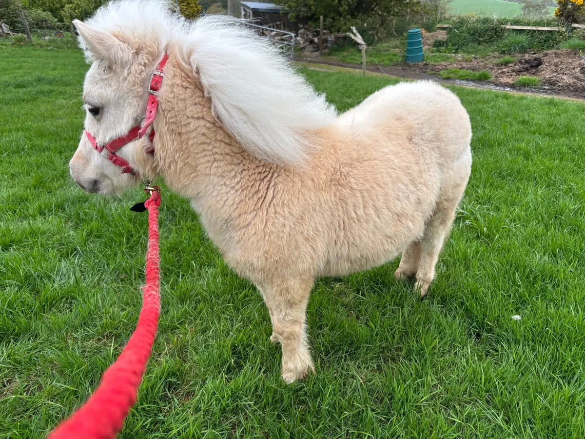 Miniature colt - Image 4