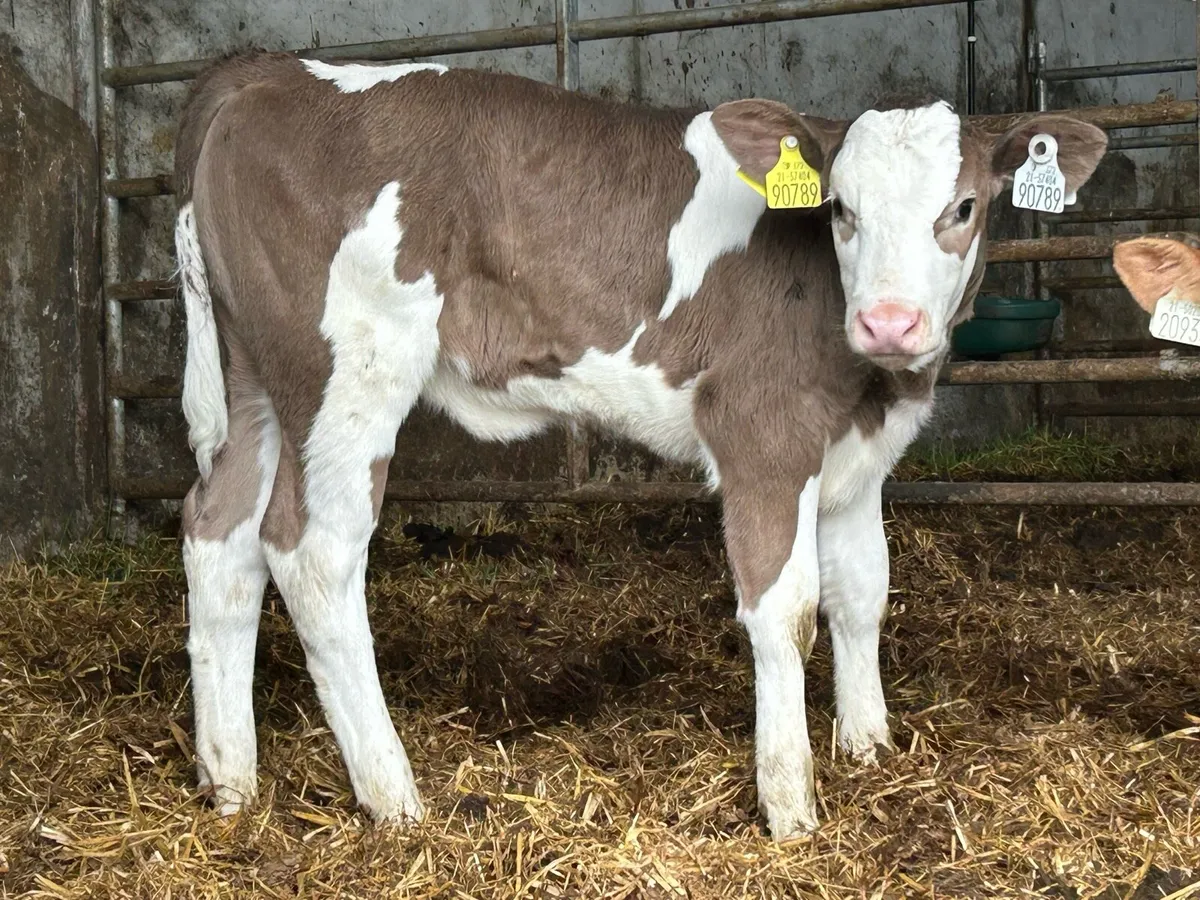 Super Simmental heifer caif - Image 1