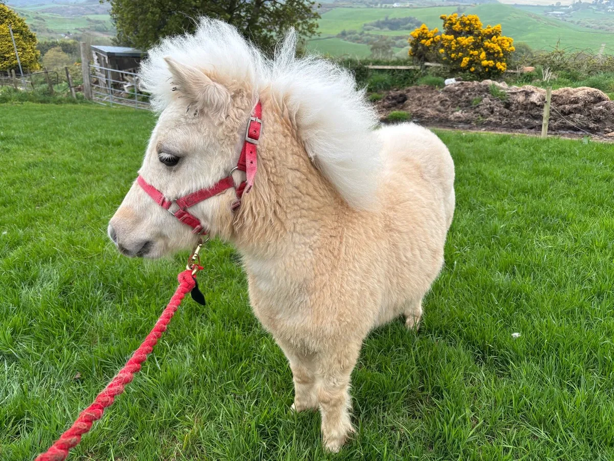 Miniature colt - Image 1