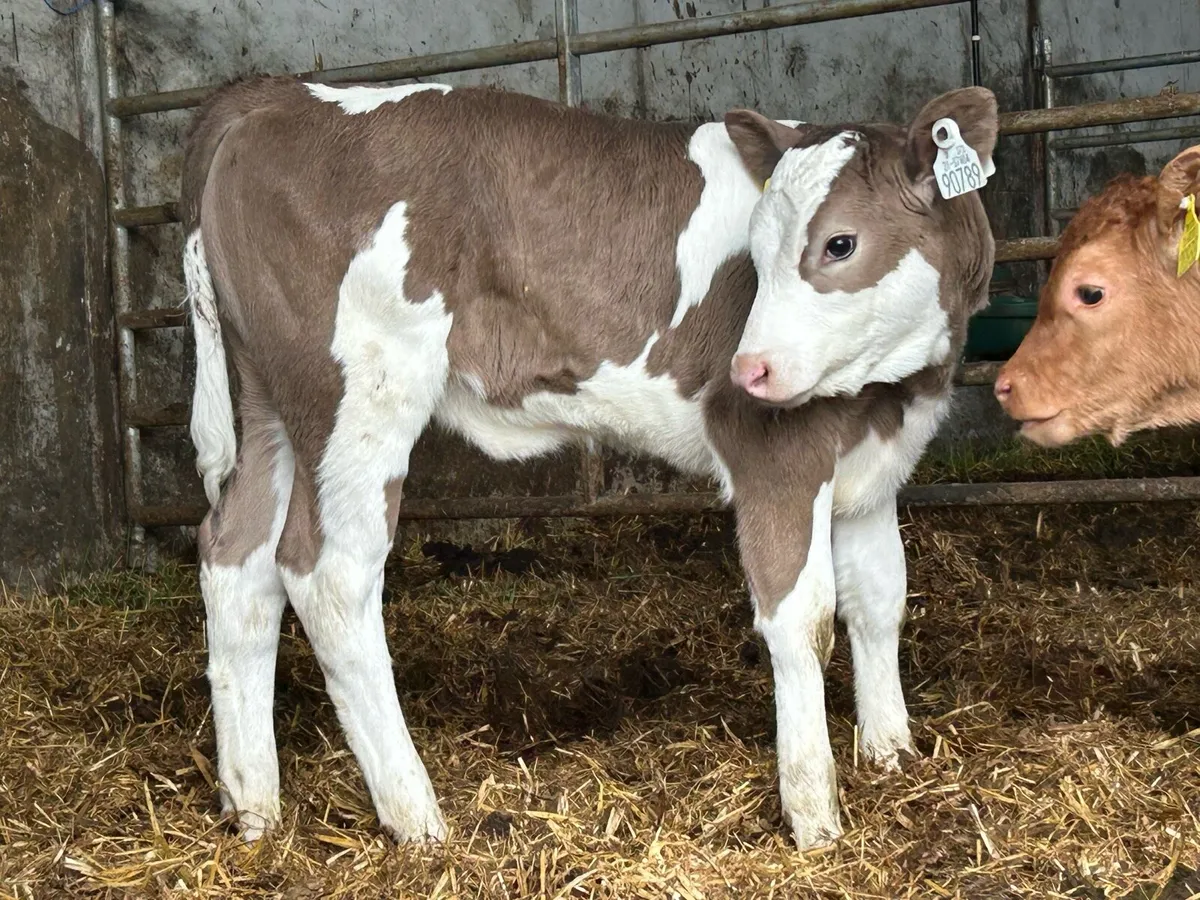 Super Simmental heifer caif - Image 4