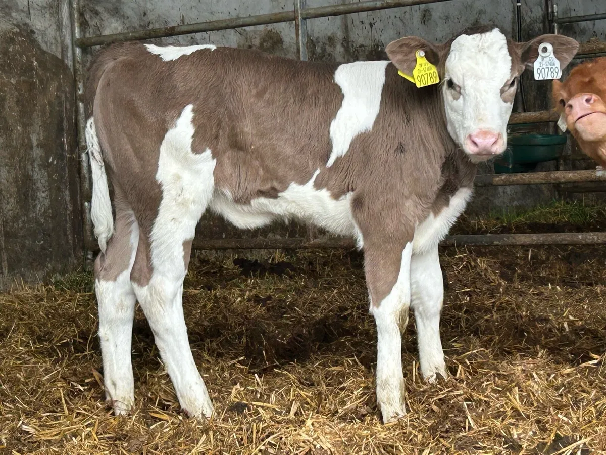 Super Simmental heifer caif - Image 3