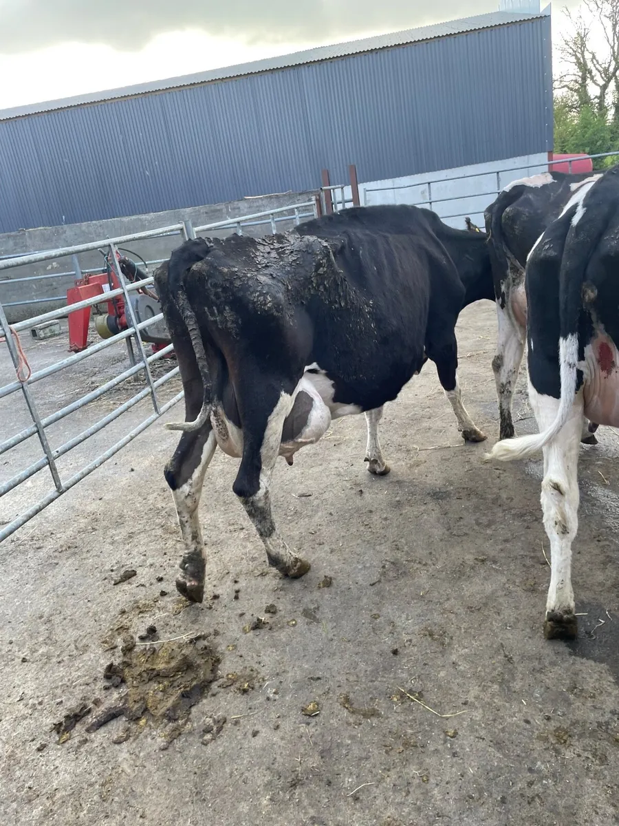 Cow - Image 1