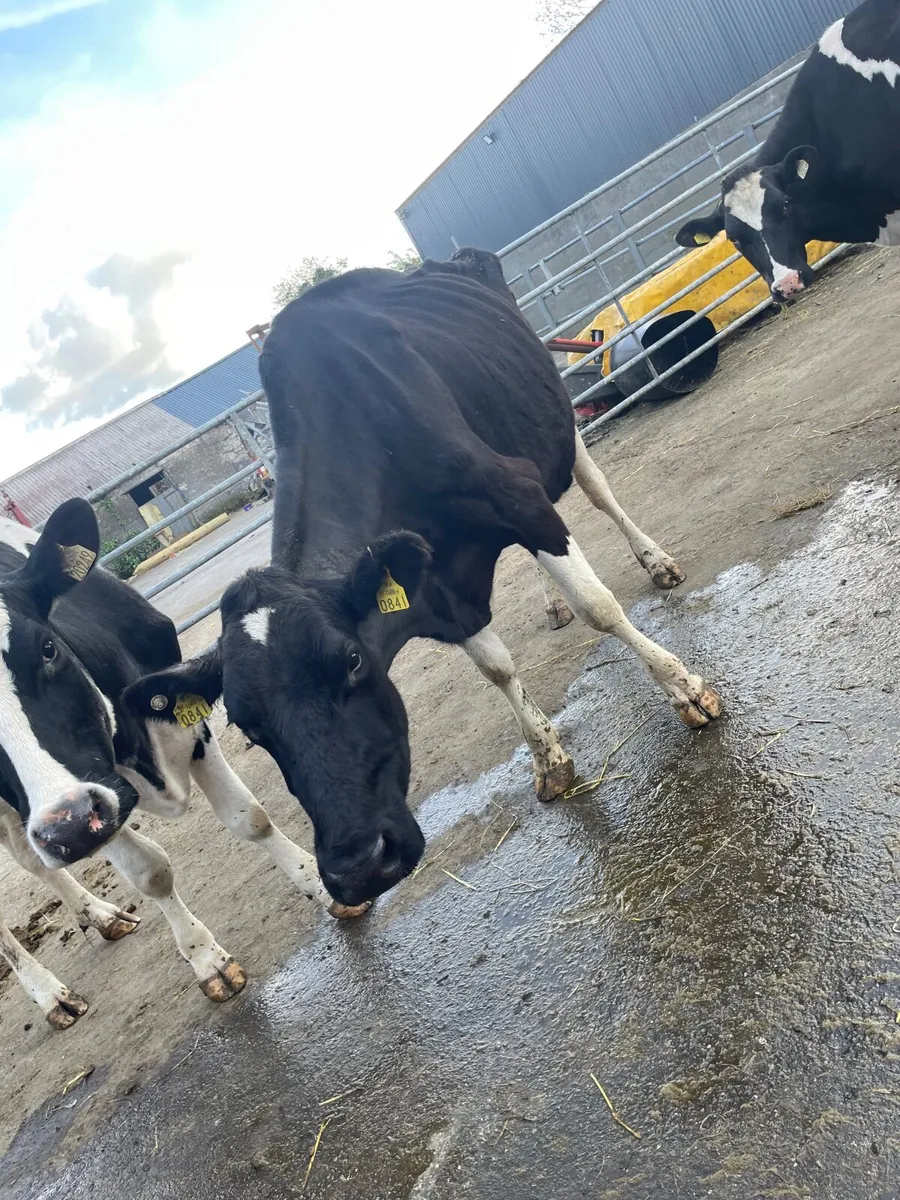 Cow - Image 3