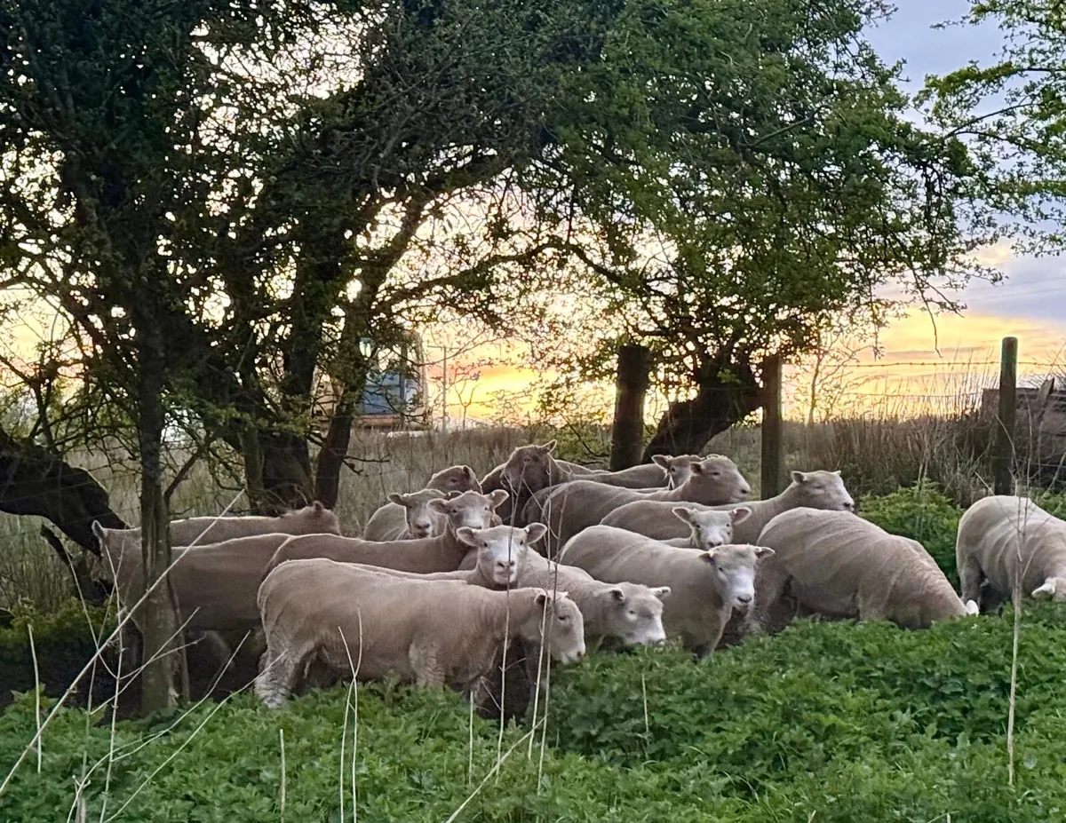 PBR Dorset ewe lambs - Image 1