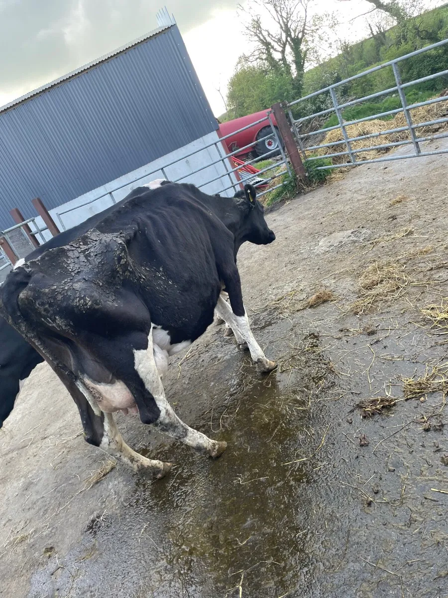 Cow - Image 2