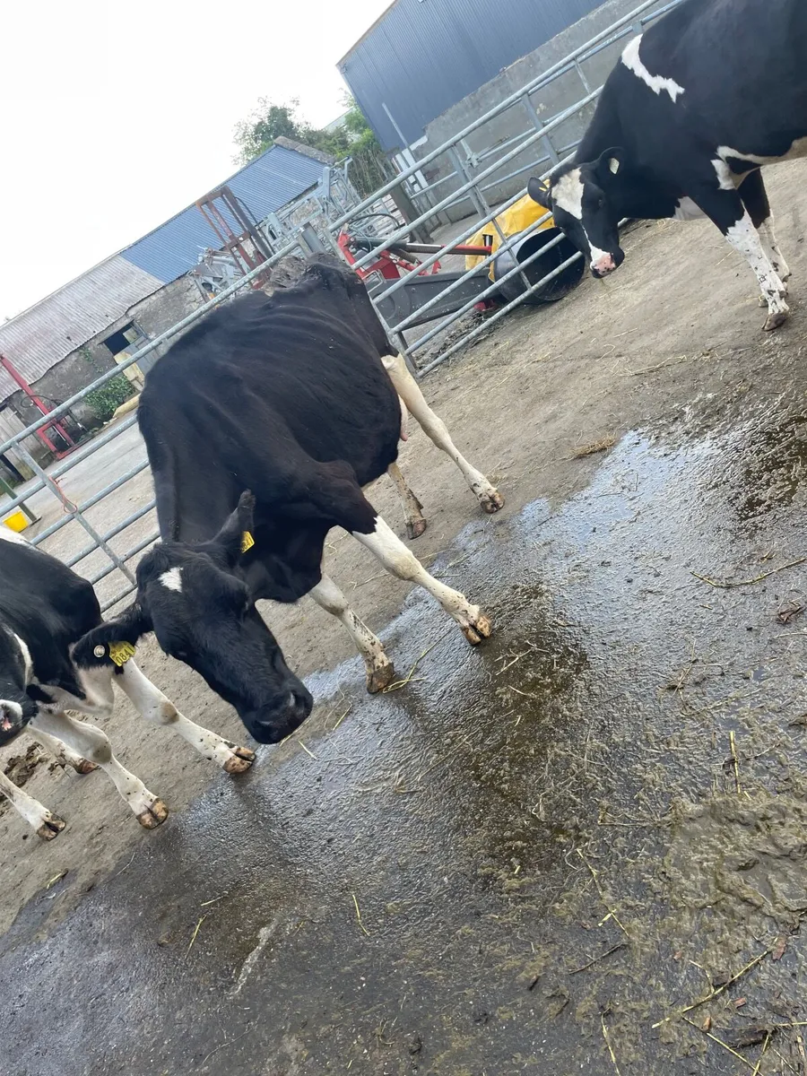 Cow - Image 4