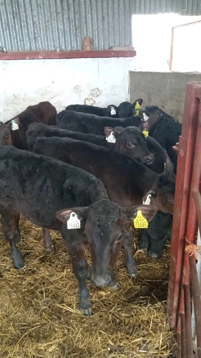 10 super reared angus calves - Image 1