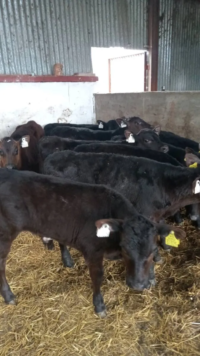 10 super reared angus calves - Image 2