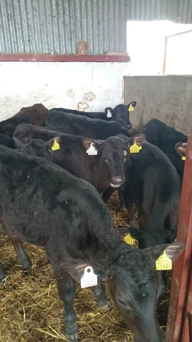 10 super reared angus calves - Image 3