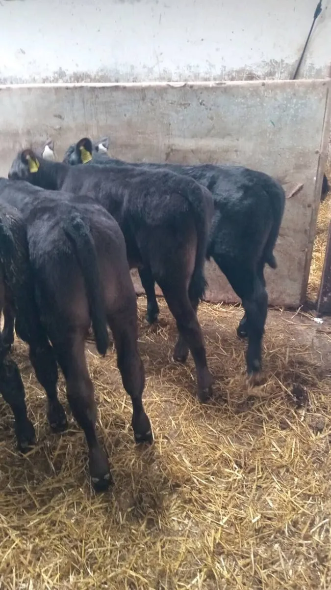 10 super reared angus calves - Image 4