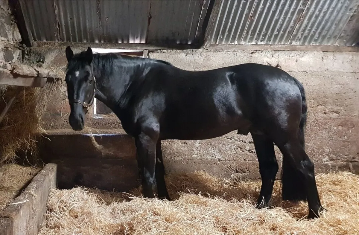 🏆Black Irish Draught Stallion🏆 - Image 2