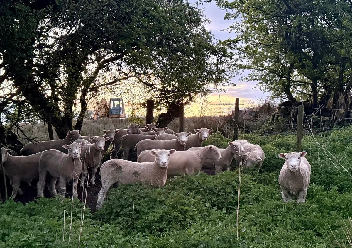 PBR Dorset ewe lambs - Image 2
