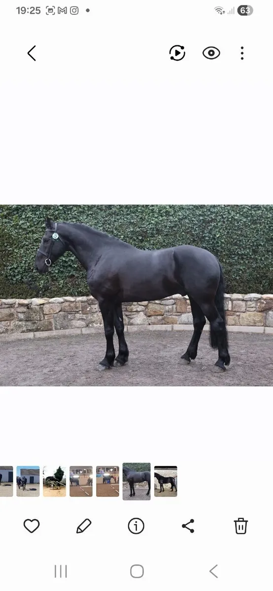 🏆Black Irish Draught Stallion🏆 - Image 1
