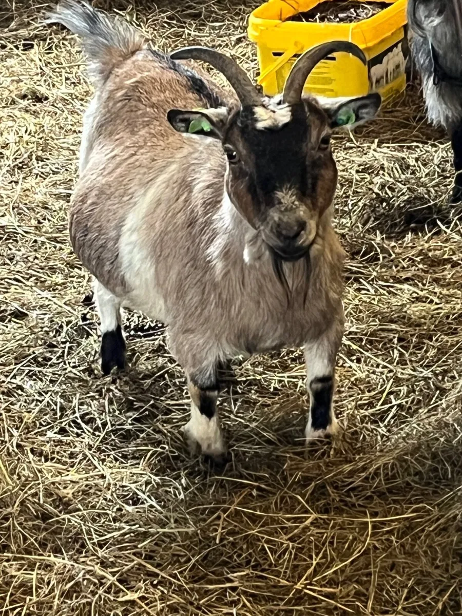 Two Female Pygmy Goats for sale - Image 4