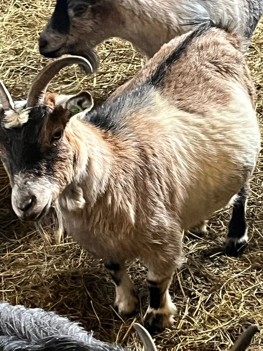 Two Female Pygmy Goats for sale - Image 2