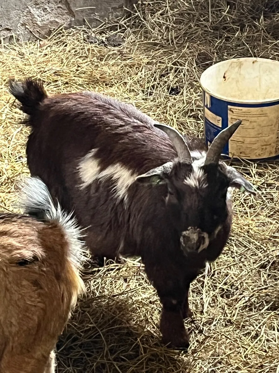 Two Female Pygmy Goats for sale - Image 3