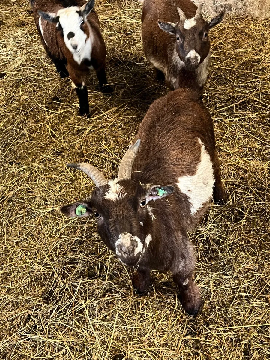 Two Female Pygmy Goats for sale - Image 1