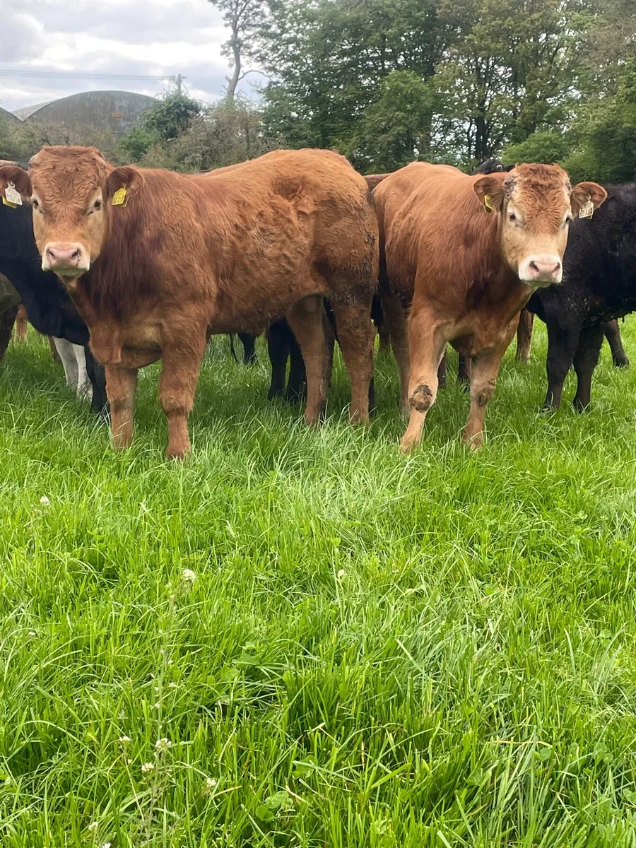 Limousine and charlaois bullocks - Image 1