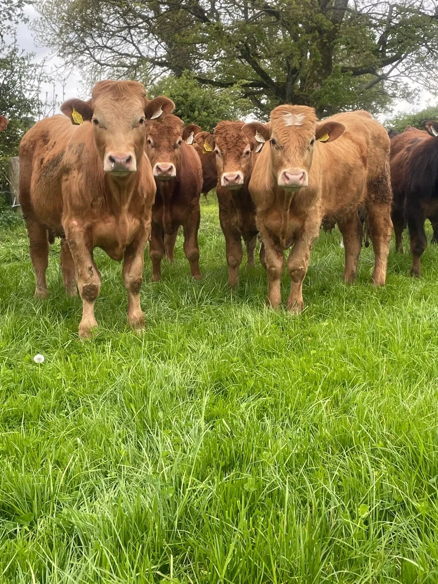 Limousine and charlaois bullocks - Image 2