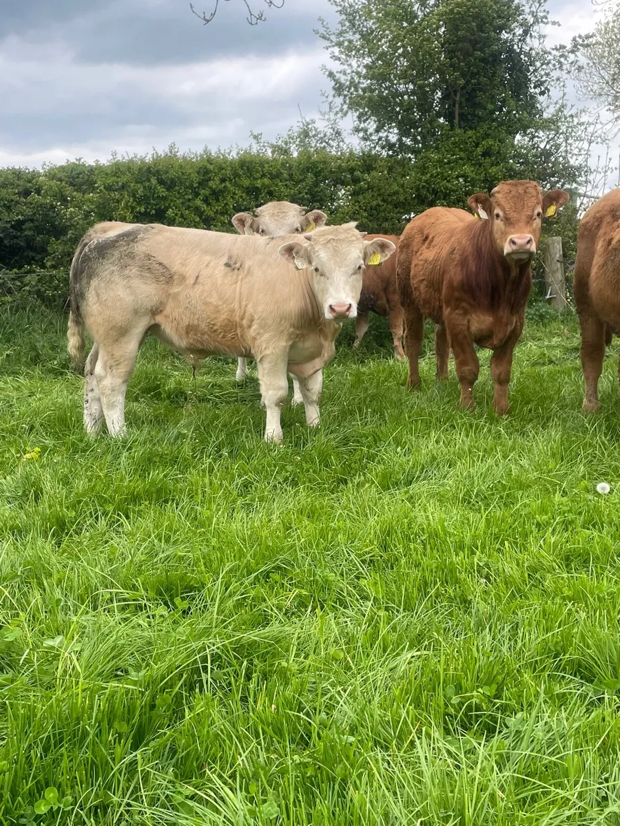Limousine and charlaois bullocks - Image 3