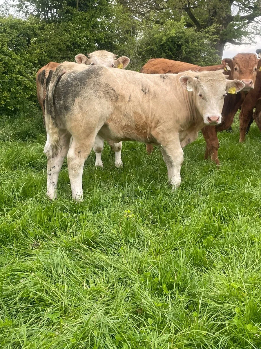 Limousine and charlaois bullocks - Image 4