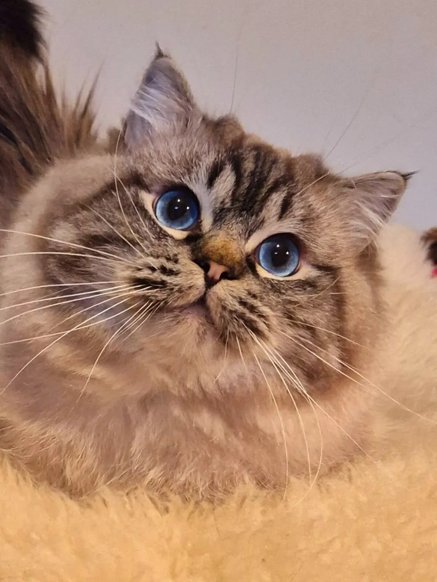Stunning ragdoll male - Image 1