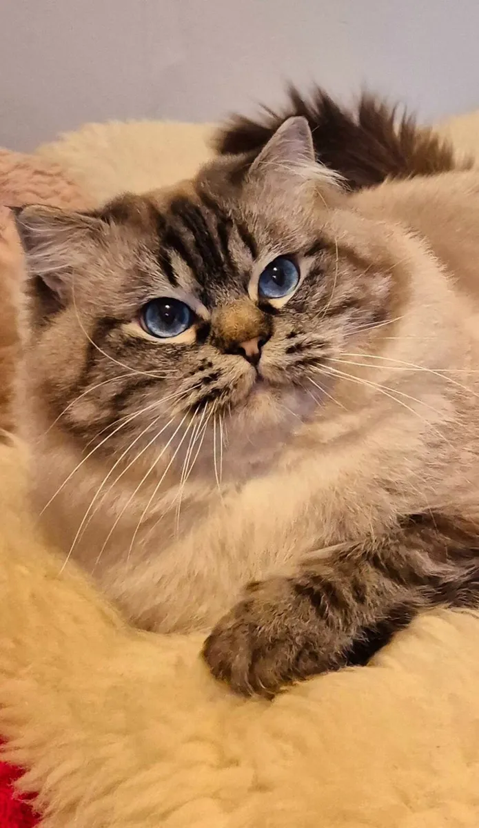 Stunning ragdoll male - Image 2