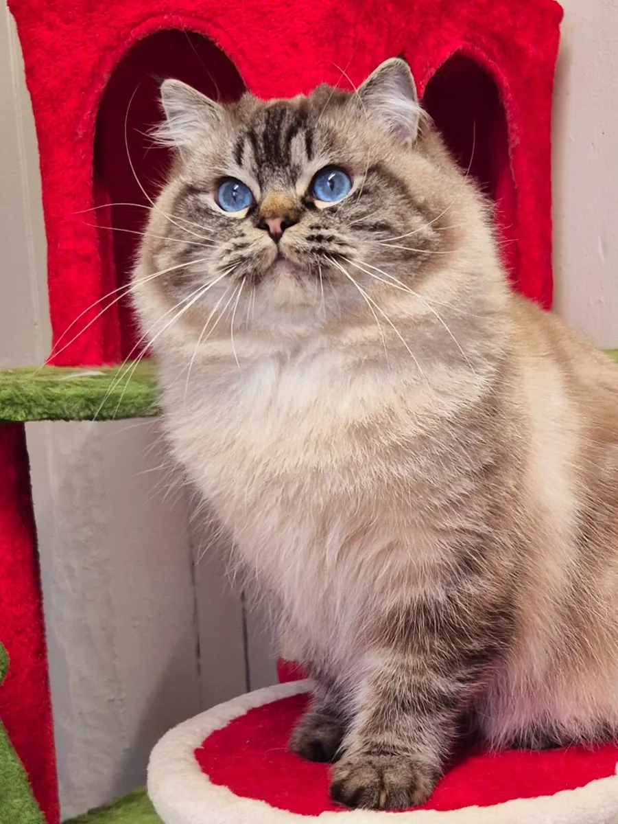 Stunning ragdoll male - Image 4