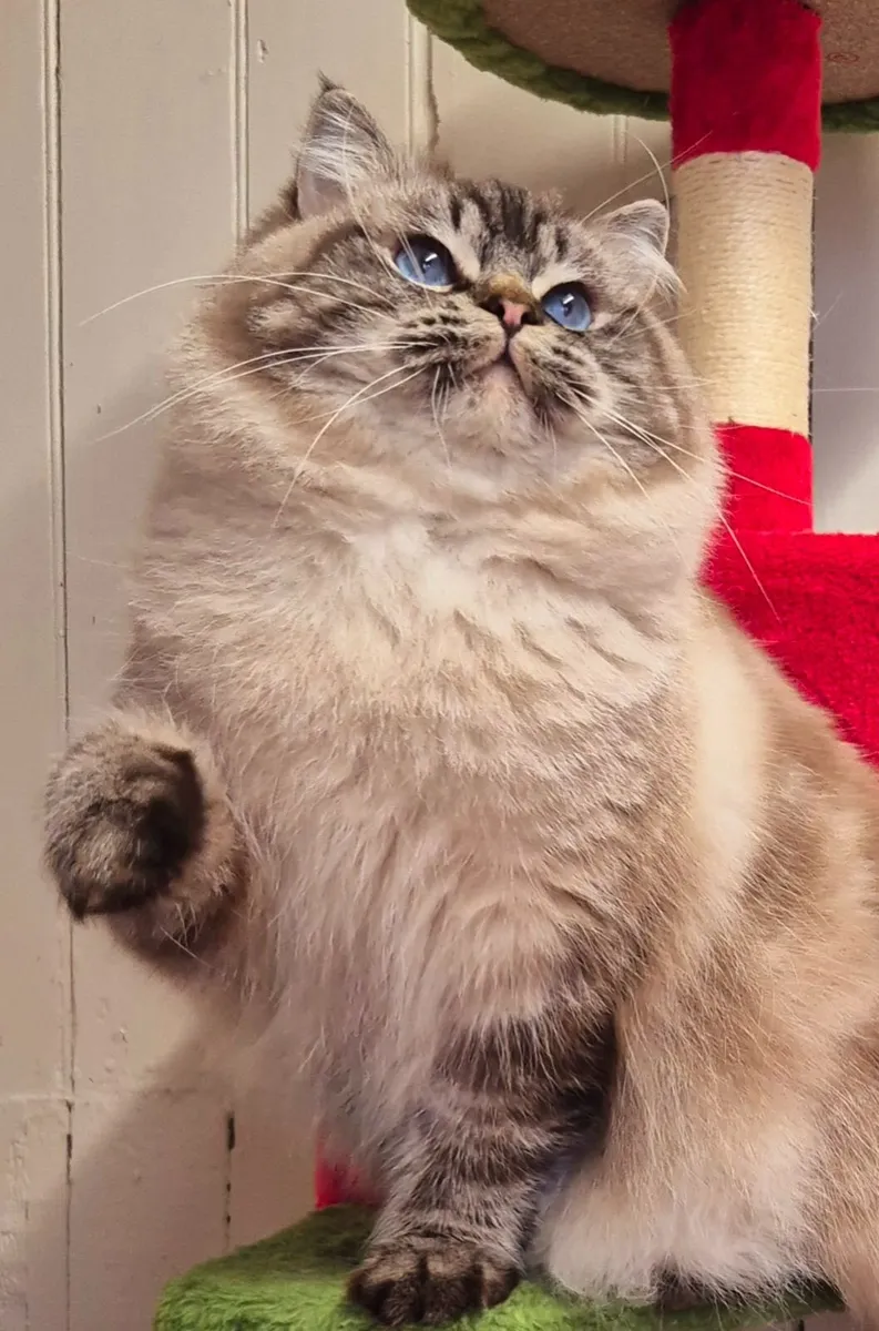 Stunning ragdoll male - Image 3
