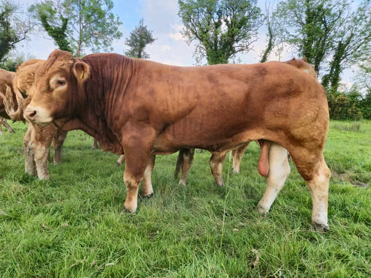 Pedigree Limousin Bull and hefiers - Image 1