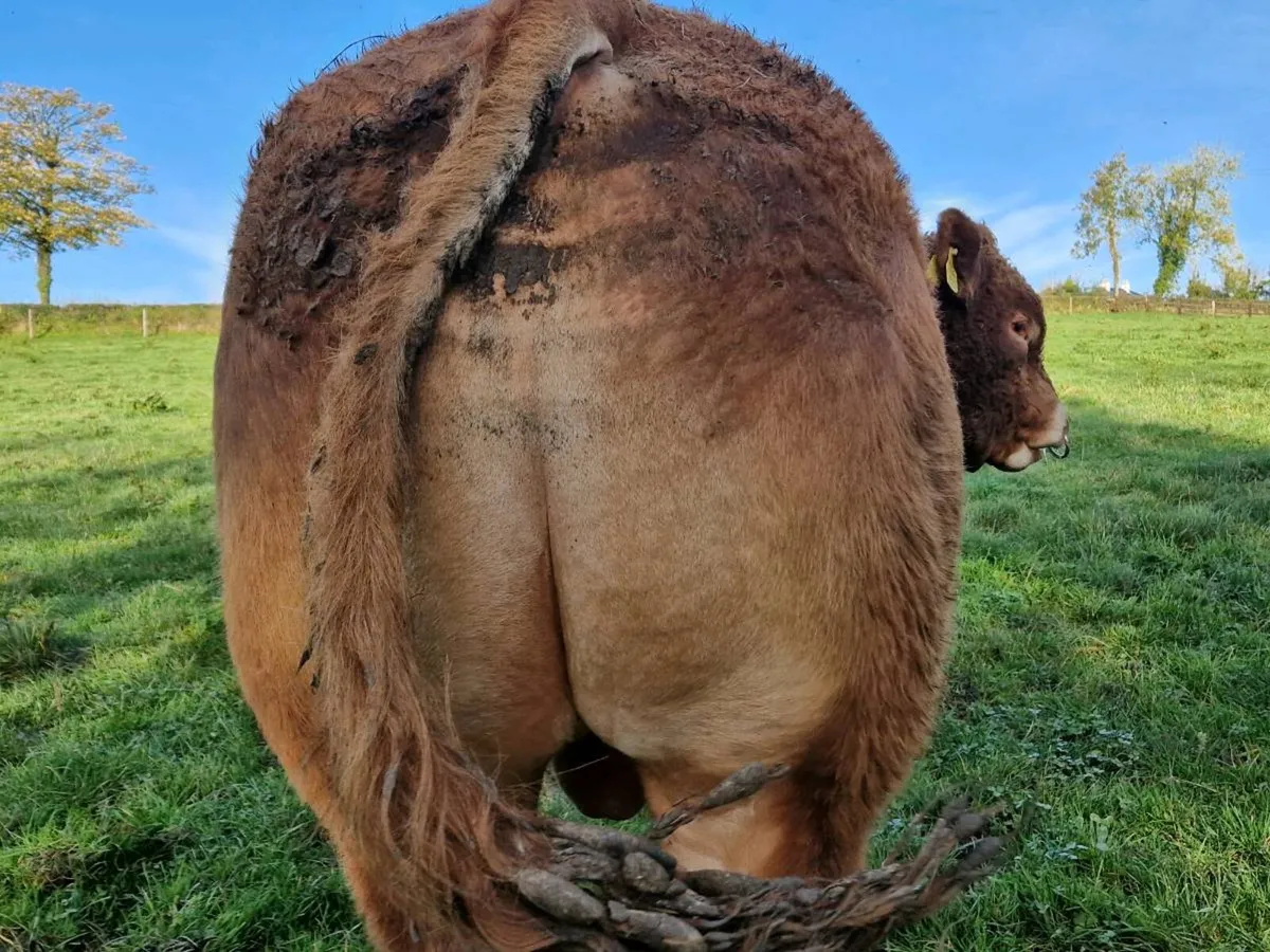 Pedigree Limousin Bull and hefiers - Image 2